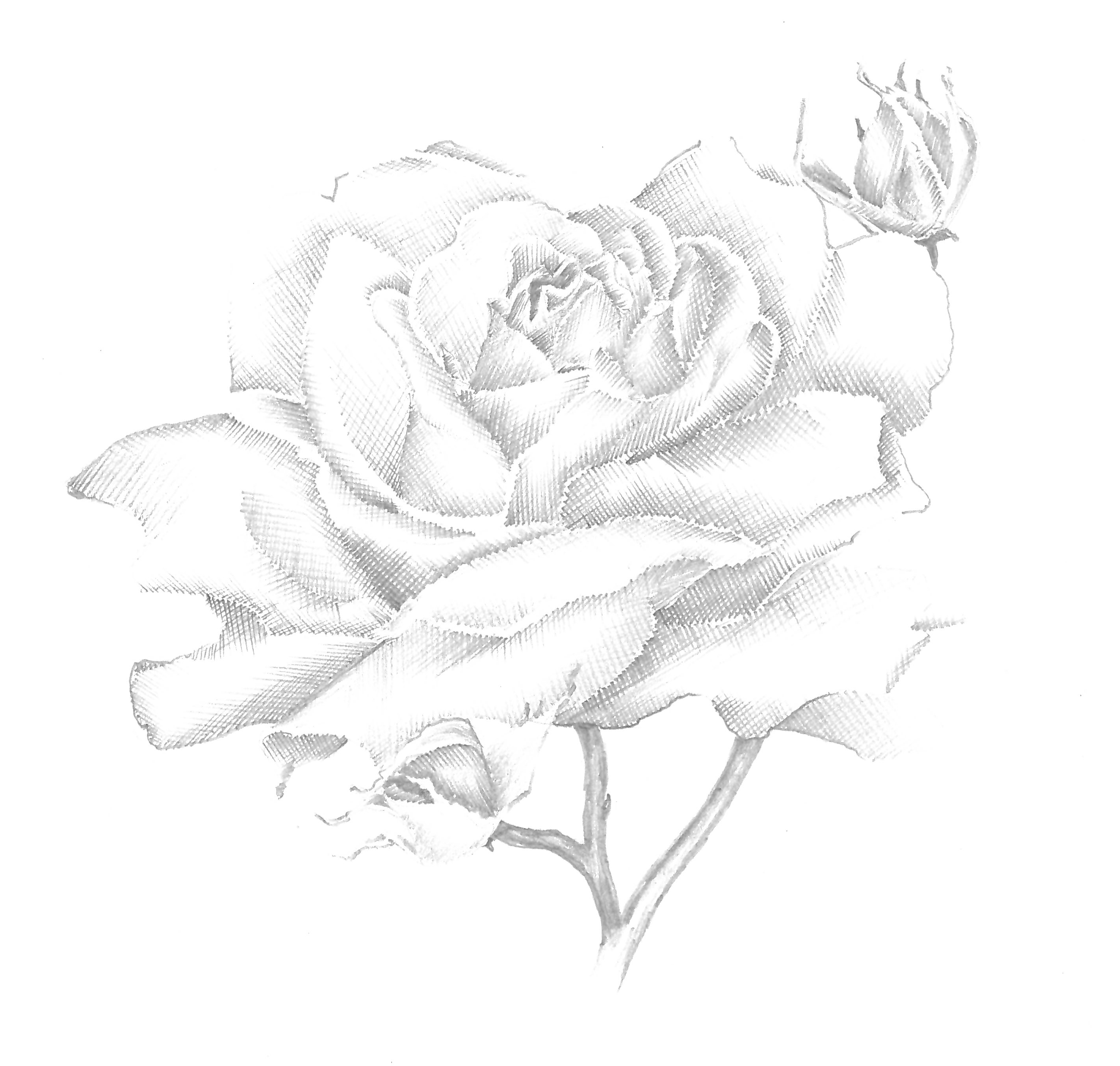 Zeichnung einer Rose